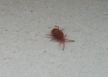 Est-ce que la javel tue les poux rouges ?