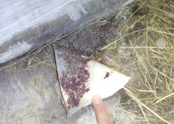 Est-ce que la javel tue les poux rouges ?