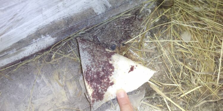 Est-ce que la javel tue les poux rouges ?