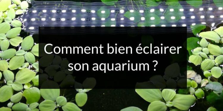 Est-ce que la lumière dérange les poissons ?