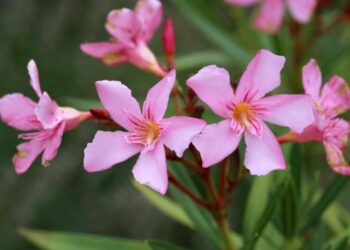 Est-ce que la menthe est toxique pour les poules ?