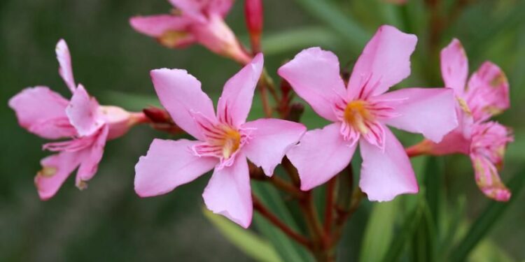 Est-ce que la menthe est toxique pour les poules ?