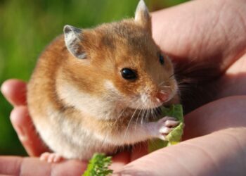 Est-ce que la morsure d'un hamster fait mal ?