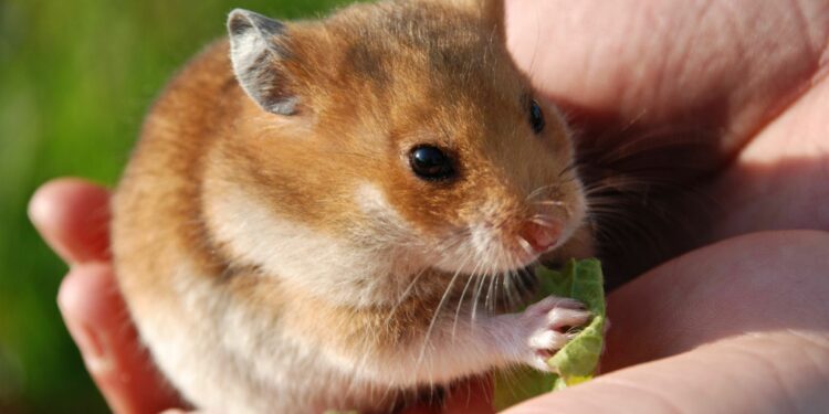 Est-ce que la morsure d'un hamster fait mal ?