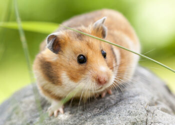 Est-ce que la morsure d'un hamster fait mal ?