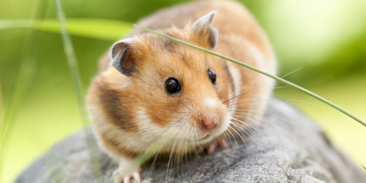 Est-ce que la morsure d'un hamster fait mal ?