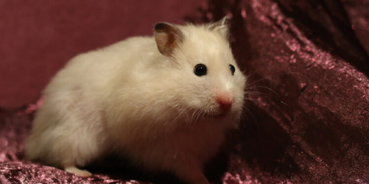 Est-ce que la morsure d'un hamster fait mal ?