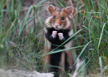 Est-ce que la morsure d'un hamster fait mal ?