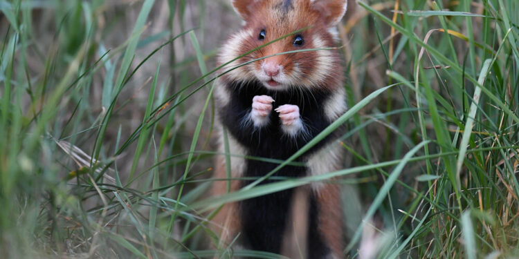 Est-ce que la morsure d'un hamster fait mal ?