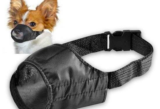 Est-ce que la muselière est obligatoire ?