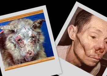 Est-ce que la parvovirose est transmissible à l'homme ?