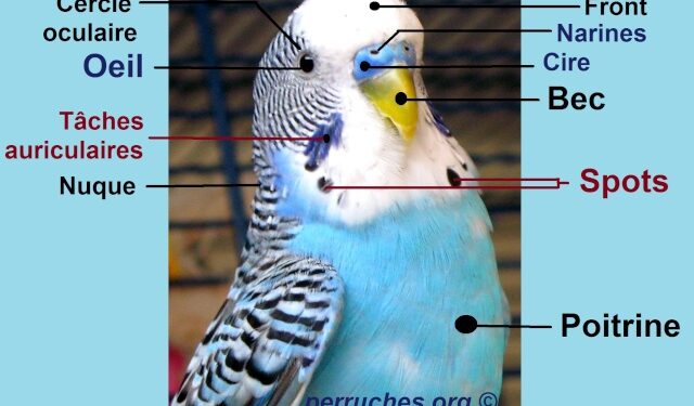 Est-ce que la perruche ondulée peut parler ?