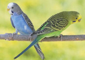 Est-ce que la perruche ondulée peut parler ?