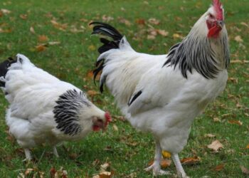 Est-ce que la poule Sussex vole ?