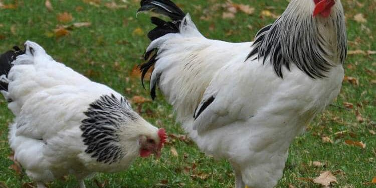 Est-ce que la poule Sussex vole ?