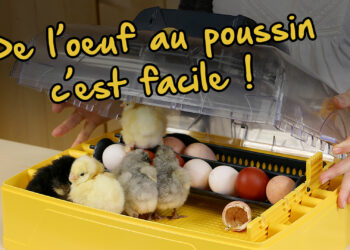 Est-ce que la poule s'occupe de ses poussins ?