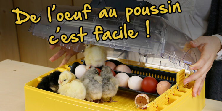 Est-ce que la poule s'occupe de ses poussins ?