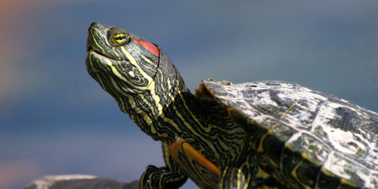 Est-ce que la tortue de terre est carnivore ?