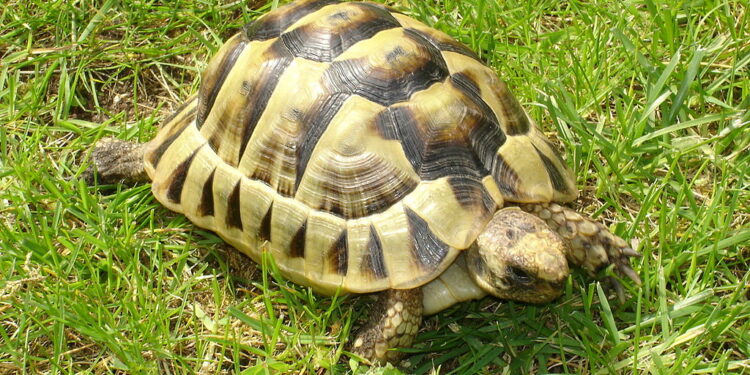 Est-ce que la tortue entend ?