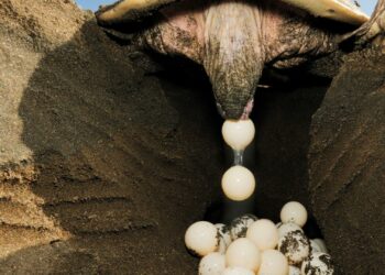 Est-ce que la tortue entend ?