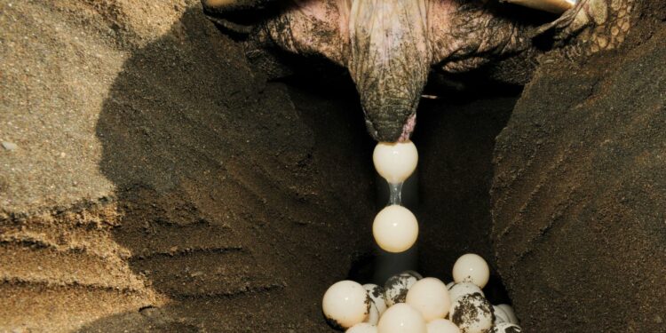 Est-ce que la tortue entend ?