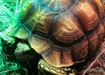 Est-ce que la tortue entend ?