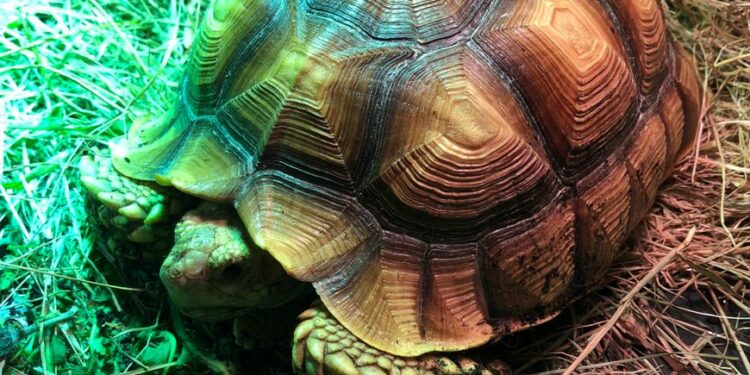 Est-ce que la tortue entend ?