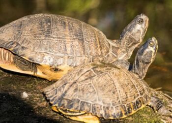 Est-ce que la tortue entend ?