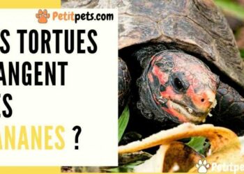 Est-ce que la tortue reconnaît son maitre ?