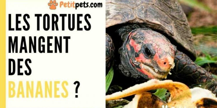 Est-ce que la tortue reconnaît son maitre ?
