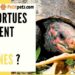 Est-ce que la tortue reconnaît son maitre ?