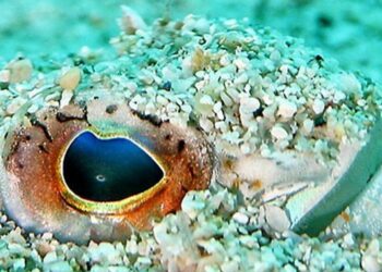 Est-ce que la vive est dangereuse ?