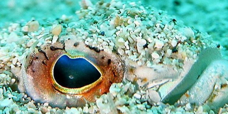 Est-ce que la vive est dangereuse ?