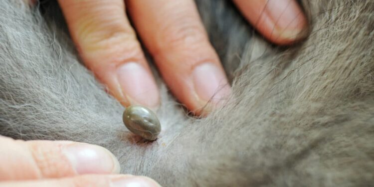 Est-ce que l'alcool tue les tiques ?