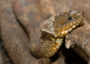 Est-ce que l'araignée mue ?