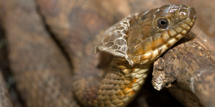 Est-ce que l'araignée mue ?