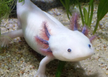 Est-ce que l'axolotl peut vivre sur terre ?