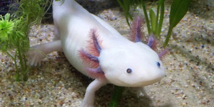 Est-ce que l'axolotl peut vivre sur terre ?