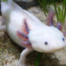 Est-ce que l'axolotl peut vivre sur terre ?