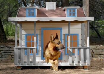 Est-ce que le Berger Australien peut rester seul ?