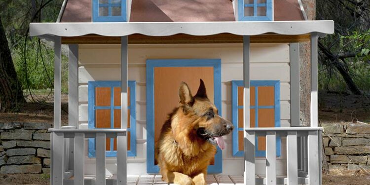 Est-ce que le Berger Australien peut rester seul ?