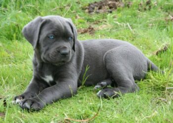 Est-ce que le Cane Corso bave ?