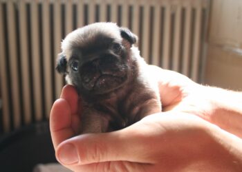 Est-ce que le Carlin perd ses poils ?