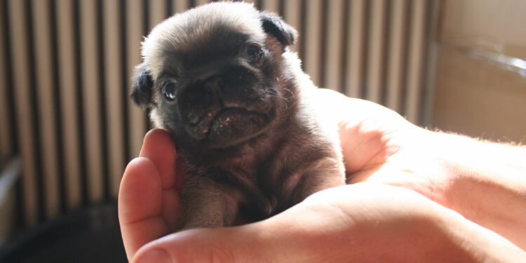 Est-ce que le Carlin perd ses poils ?