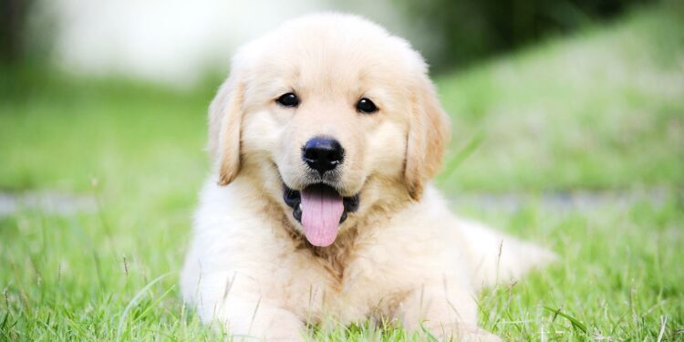 Est-ce que le Golden Retriever aboie beaucoup ?