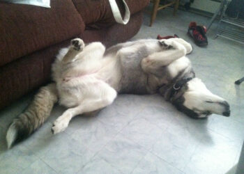 Est-ce que le Husky peut dormir dehors ?