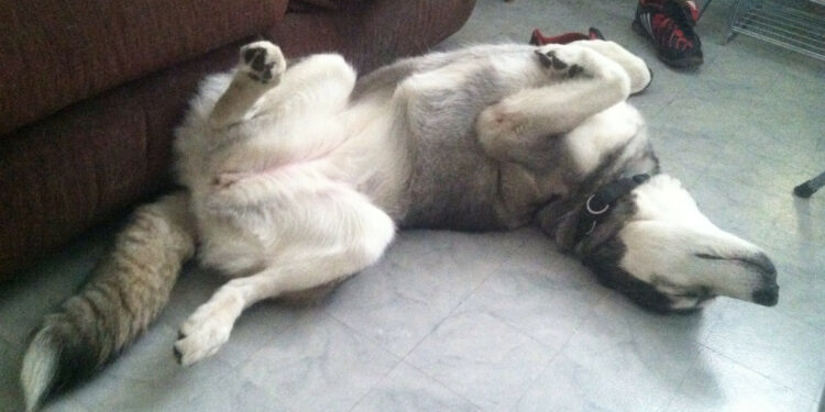 Est-ce que le Husky peut dormir dehors ?