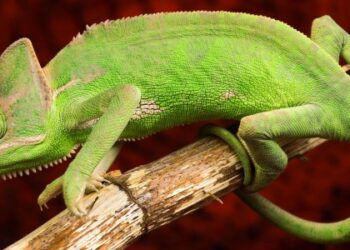 Est-ce que le caméléon boit de l'eau ?