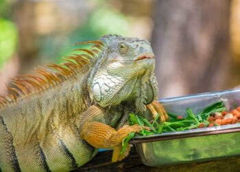 Est-ce que le caméléon boit de l'eau ?
