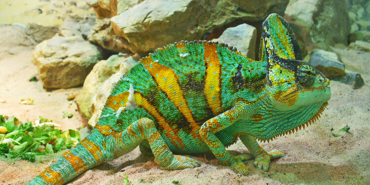 Est-ce que le caméléon boit de l'eau ?